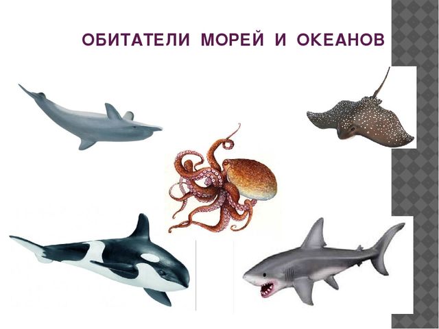 Презентация обитатели водоемов морей и океанов подготовительная группа