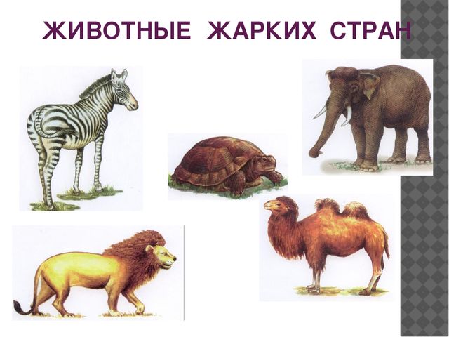 Мультимедийная игра "Назови одним словом"