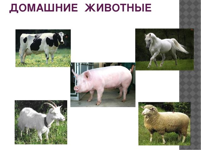 Мультимедийная игра "Назови одним словом"