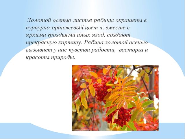 Весной рябинка одна из первых оживает многие деревья план текста