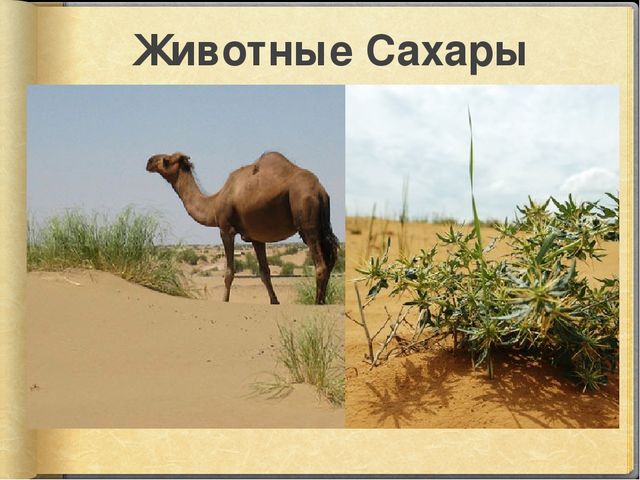 Презентация к занятию по окружающему миру на тему "Путешествие в Африку" (старшая и подготовительная группы)