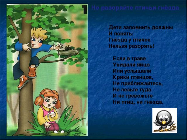 Презентация по ОБЖ на тему "Правила в лесу"