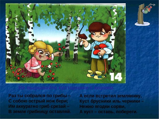 Презентация по ОБЖ на тему "Правила в лесу"