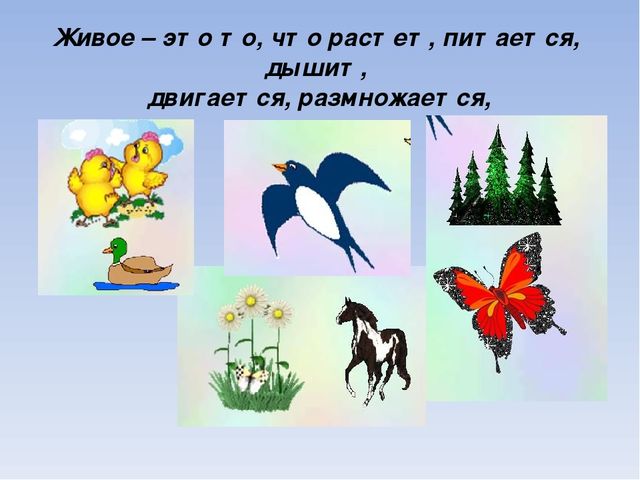 Земля это живая природа. Живая природа растет. Живая природа дышит. Живая природа растет питается. Схема Живая природа растет дышит развивается.