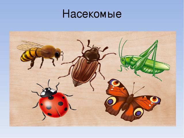 Презентация по познавательному развитию на тему "Живая и неживая природа"