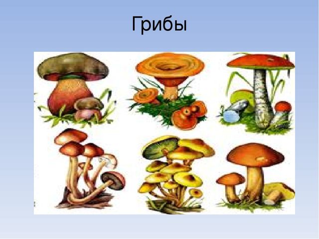 Презентация по познавательному развитию на тему "Живая и неживая природа"
