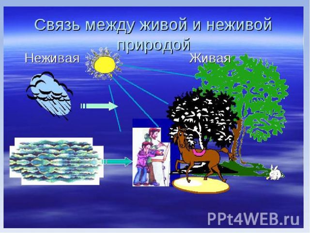 Презентация по познавательному развитию на тему "Живая и неживая природа"