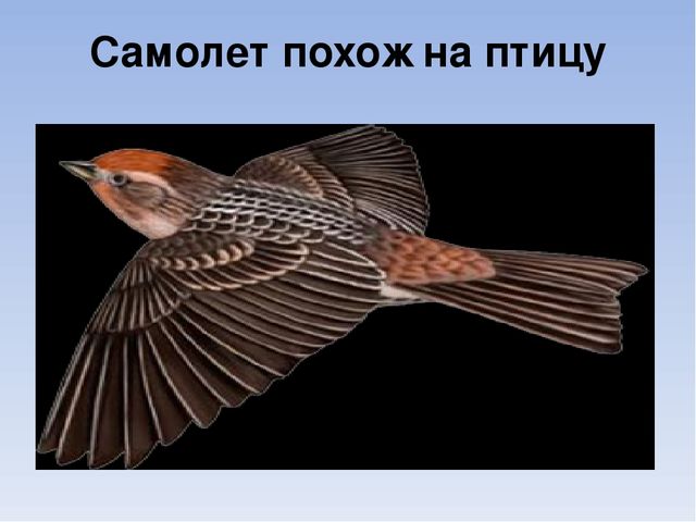 Презентация по познавательному развитию на тему "Живая и неживая природа"