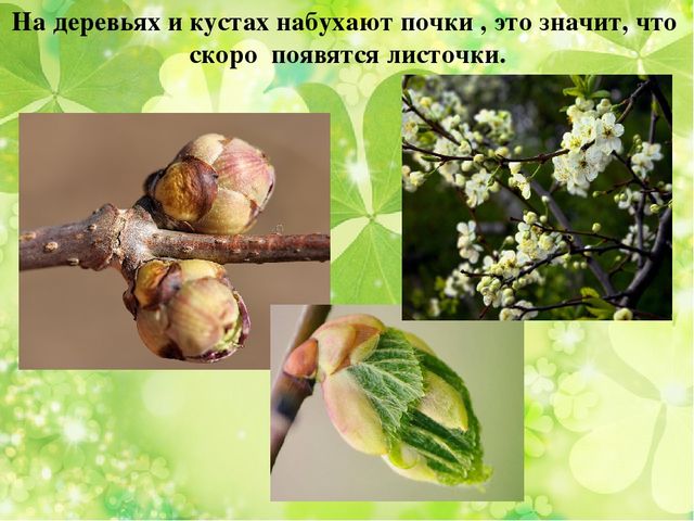 Презентация к занятию по ознакомлению с окружающим миром "Весна"