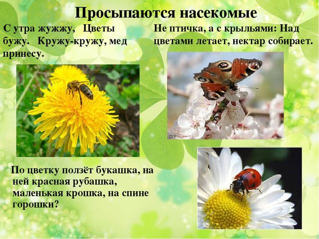 Презентация к занятию по ознакомлению с окружающим миром "Весна"