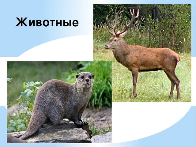 Презентация на тему "Национальность-Украинцы "
