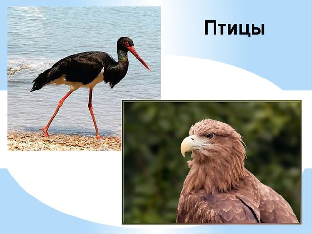 Презентация на тему "Национальность-Украинцы "