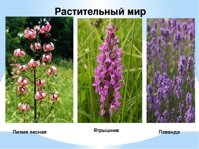 Презентация на тему "Национальность-Украинцы "