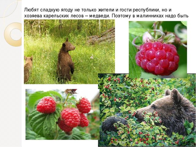 Презентация на тему "Ягода Карелии"