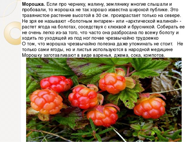 Презентация на тему "Ягода Карелии"