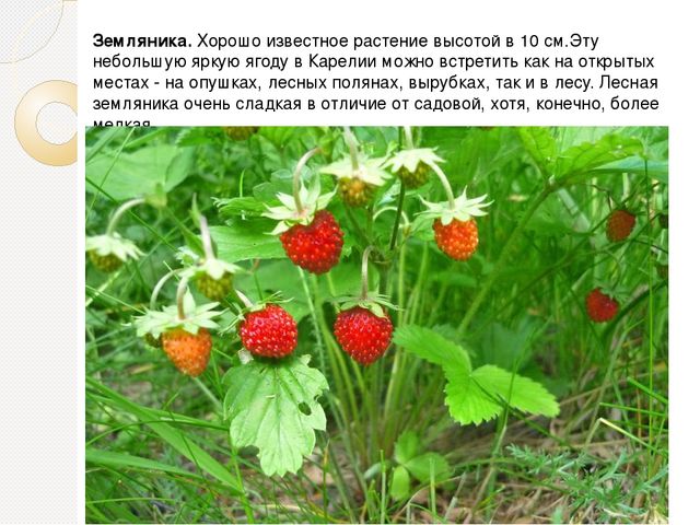 Презентация на тему "Ягода Карелии"