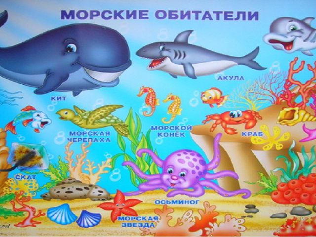 «Жители морей и океанов»