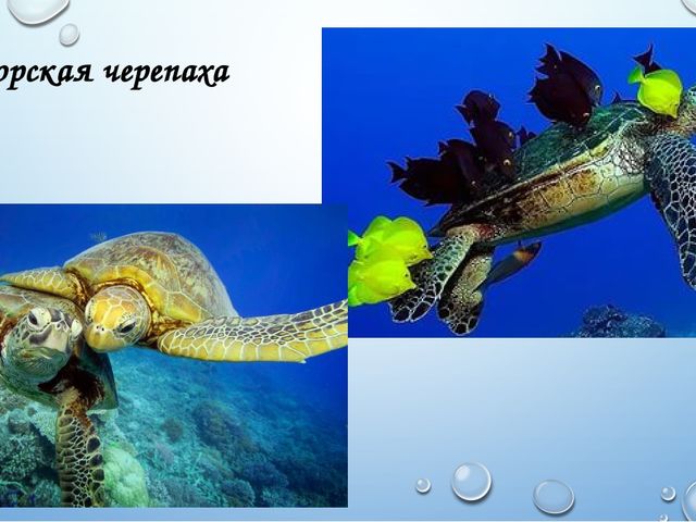 «Жители морей и океанов»