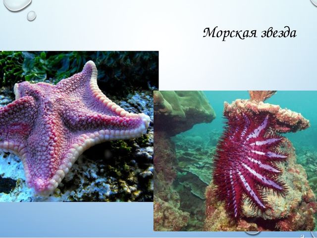 «Жители морей и океанов»