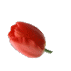 Picture 1