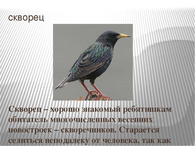 Презентация на тему "Перелетные птицы".