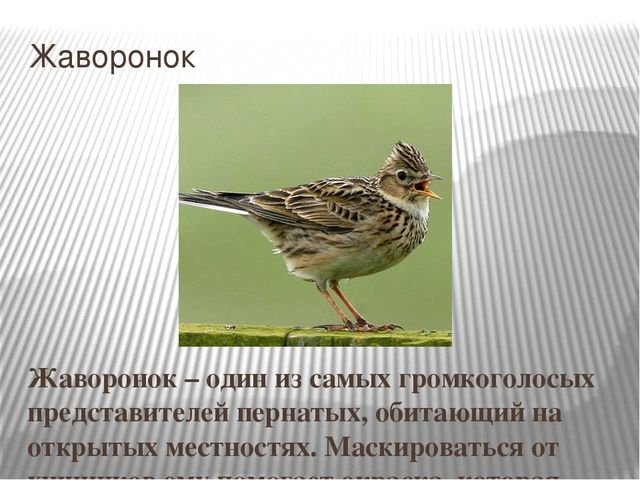 Презентация на тему "Перелетные птицы".