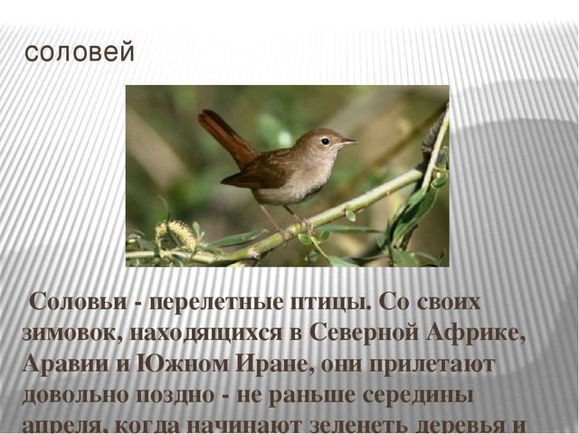 Презентация на тему "Перелетные птицы".