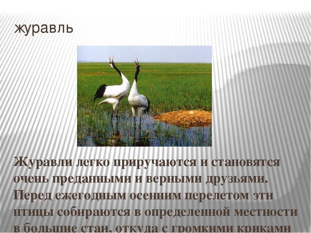 Презентация на тему "Перелетные птицы".