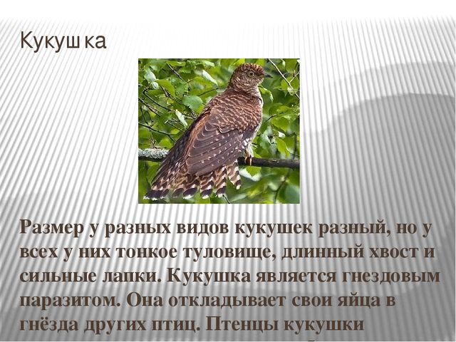 Презентация на тему "Перелетные птицы".