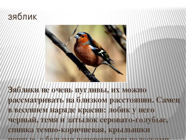 Презентация на тему "Перелетные птицы".
