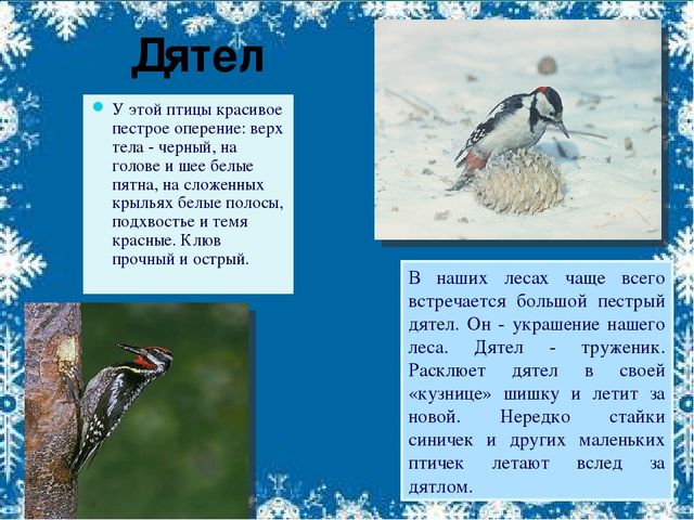 Презентация по экологии на тему"Зимующие птицы"(старшая группа).