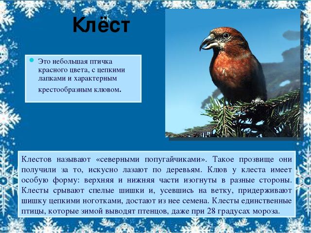 Презентация по экологии на тему"Зимующие птицы"(старшая группа).