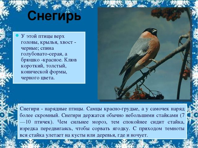 Презентация по экологии на тему"Зимующие птицы"(старшая группа).