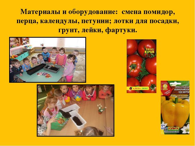 Презентация событий из жизни группы на тему "Грядка на окне"