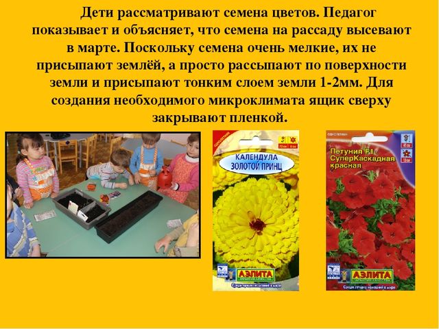 Презентация событий из жизни группы на тему "Грядка на окне"
