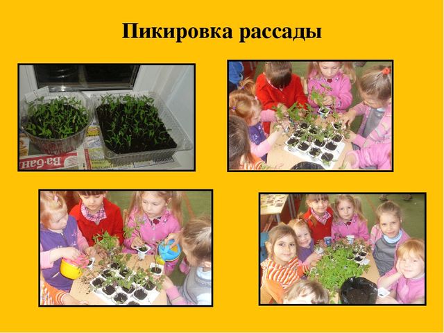 Презентация событий из жизни группы на тему "Грядка на окне"