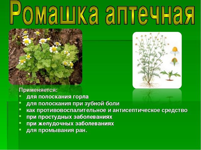 Презентация на тему "Зеленая Аптека"