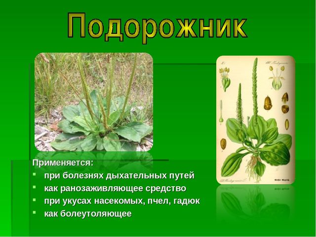 Презентация на тему "Зеленая Аптека"