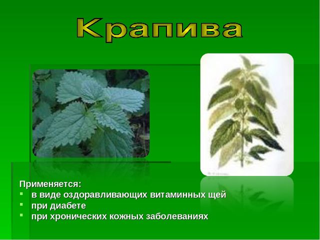 Презентация на тему "Зеленая Аптека"