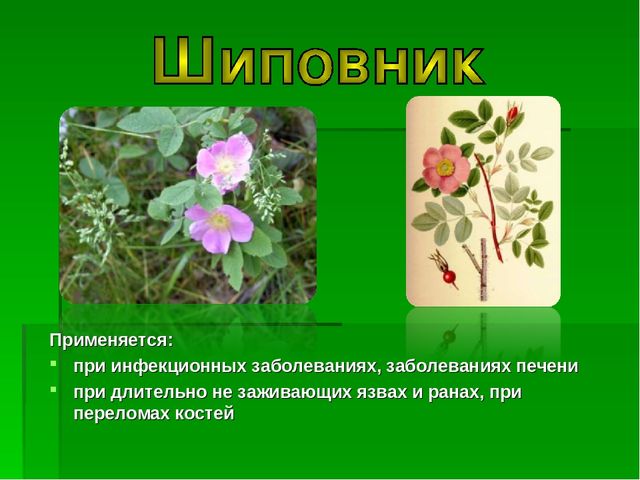 Презентация на тему "Зеленая Аптека"