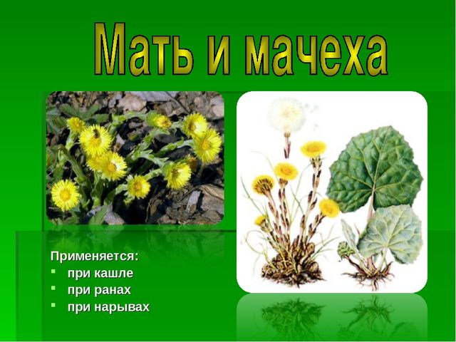 Презентация на тему "Зеленая Аптека"