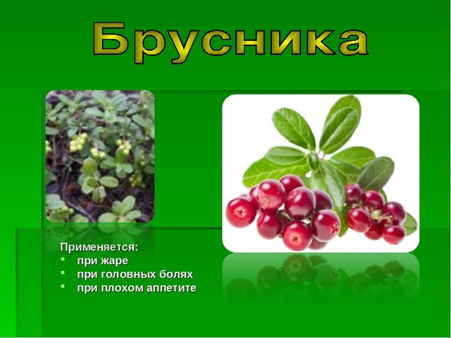Презентация на тему "Зеленая Аптека"