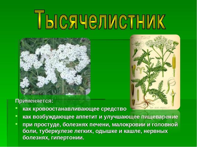 Презентация на тему "Зеленая Аптека"