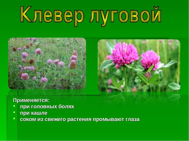 Презентация на тему "Зеленая Аптека"