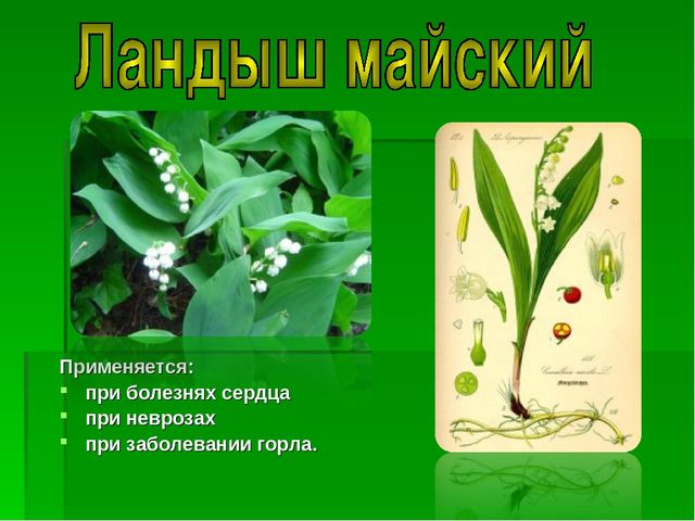 Презентация на тему "Зеленая Аптека"