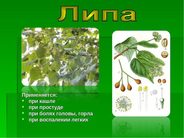 Презентация на тему "Зеленая Аптека"