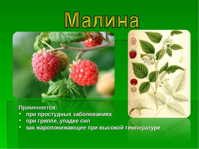 Презентация на тему "Зеленая Аптека"