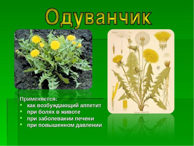 Презентация на тему "Зеленая Аптека"