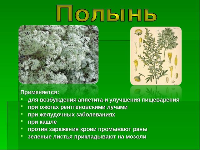 Презентация на тему "Зеленая Аптека"