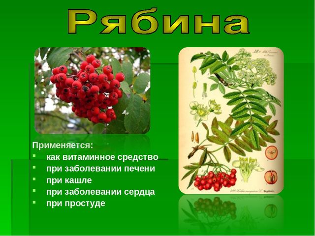 Презентация на тему "Зеленая Аптека"